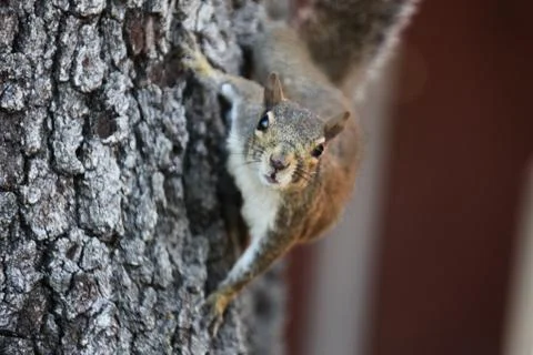 Squirrel Stock Photos