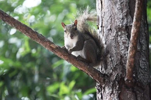Squirrel Stock Photos