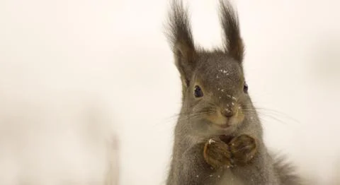 Squirrel Stock Photos