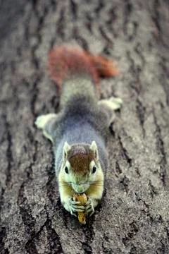 Squirrel Stock Photos