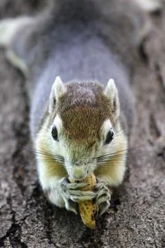 Squirrel Stock Photos