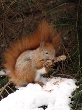 Squirrel Stock Photos