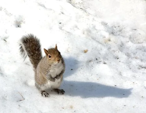 Squirrel Stock Photos