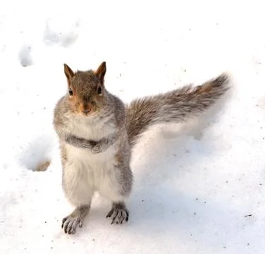 Squirrel Stock Photos