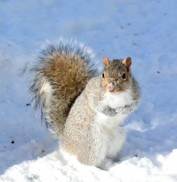 Squirrel Stock Photos