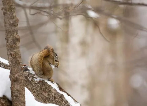 Squirrel Stock Photos