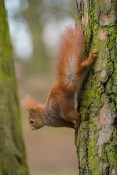 Squirrel Stock Photos