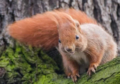 Squirrel Stock Photos