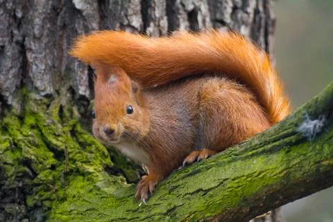 Squirrel Stock Photos