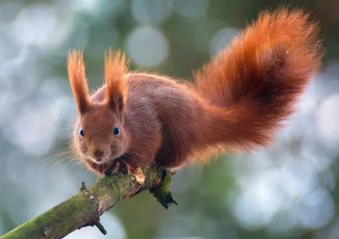 Squirrel Stock Photos