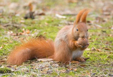 Squirrel Stock Photos