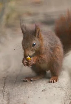 Squirrel Stock-Fotos