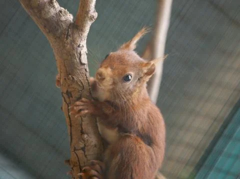 Squirrel Stock-Fotos