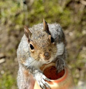 Squirrel Stock Photos