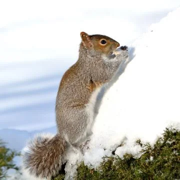 Squirrel Stock Photos