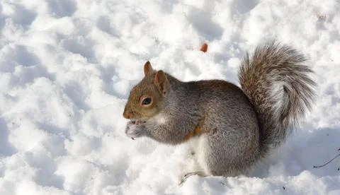 Squirrel Stock Photos