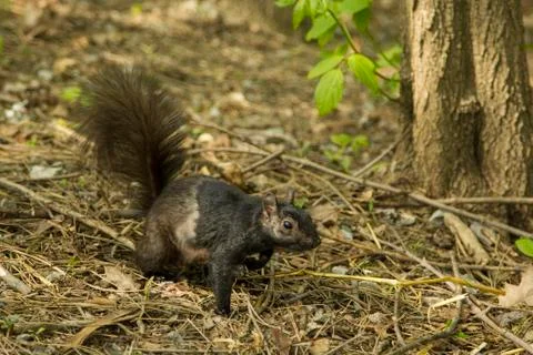 Squirrel Stock Photos