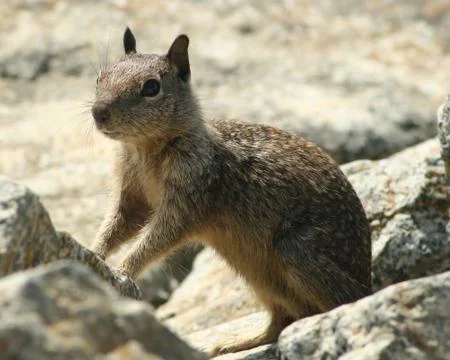 Squirrel Stock Photos