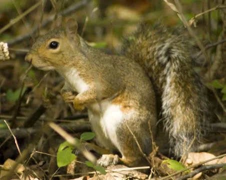 Squirrel Stock-Fotos