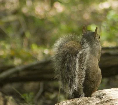 Squirrel Stock Photos
