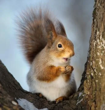 The squirrel. Stock Photos