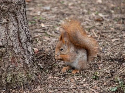 Squirrel Stock Photos