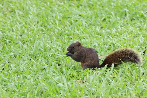Squirrel Stock Photos