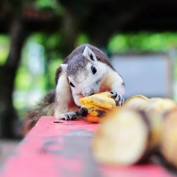 Squirrel Stock Photos