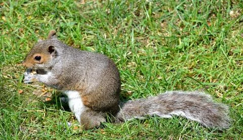 Squirrel Stock Photos