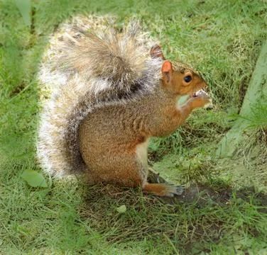 Squirrel Stock Photos