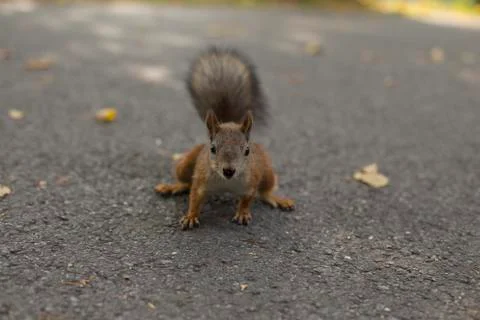 Squirrel Stock Photos