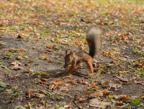 Squirrel Stock Photos