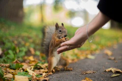 Squirrel Stock Photos