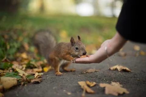 Squirrel Stock Photos