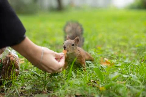 Squirrel Stock Photos