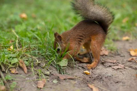 Squirrel Stock Photos