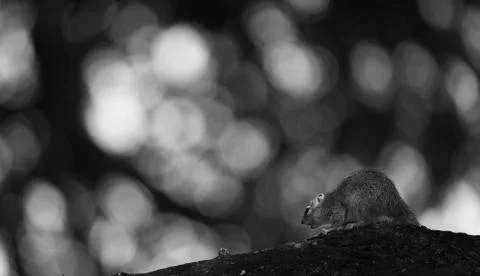 Squirrel Stock Photos