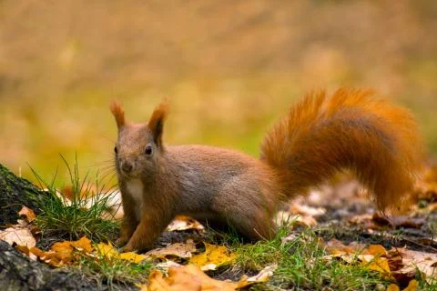 Squirrel Stock Photos