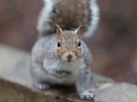 Squirrel Stock Photos