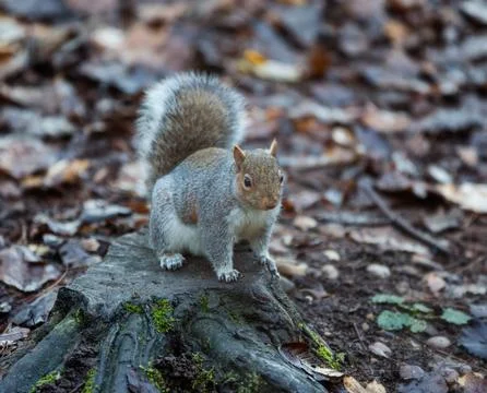 Squirrel Stock Photos