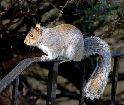 Squirrel Stock Photos