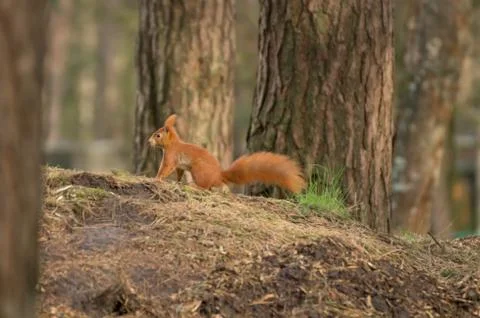 Squirrel Stock Photos