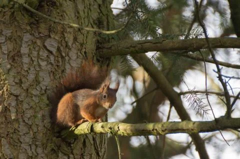 Squirrel Stock Photos