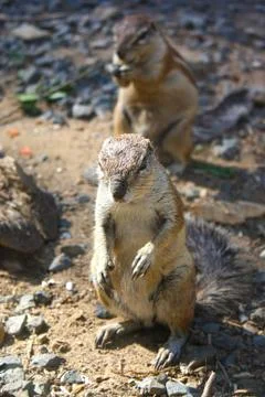 Squirrel Stock Photos