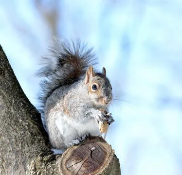 Squirrel Stock Photos