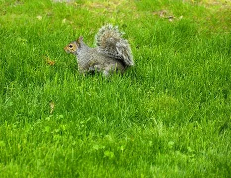Squirrel Stock Photos