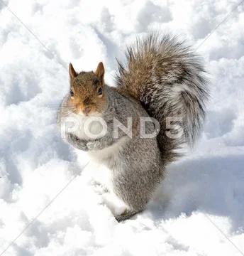Squirrel Photos