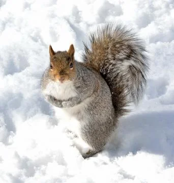 Squirrel Stock Photos