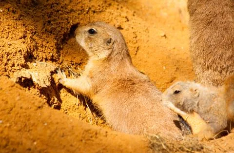 Squirrel Stock Photos