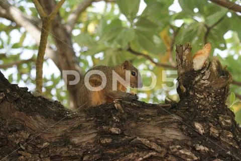 Squirrel Stock Photos